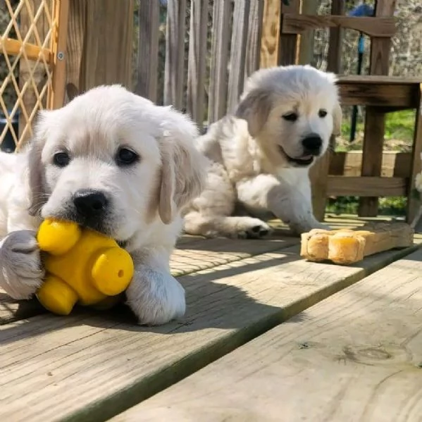 CUCCIOLI DI GOLDEN RETRIEVER | Foto 0