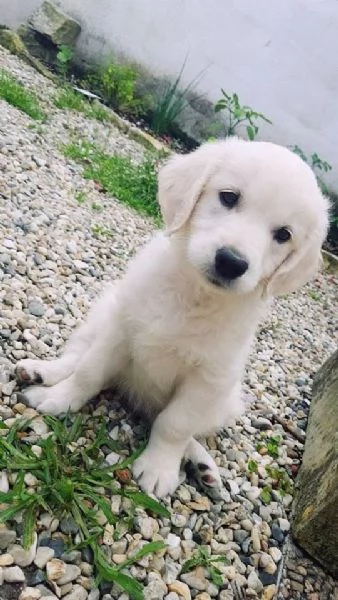 Cucciole golden retriever