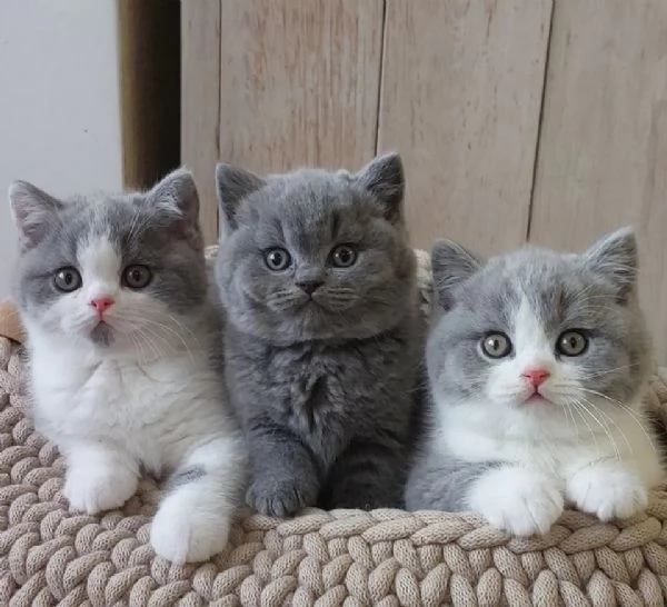 Due meravigliose British shorthair