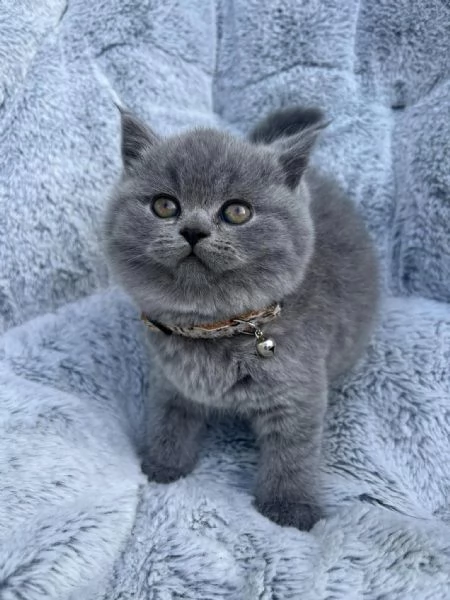 British shorthair maschio e femmina