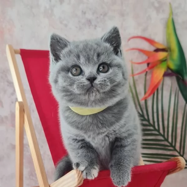 Cuccioli British Shorthair