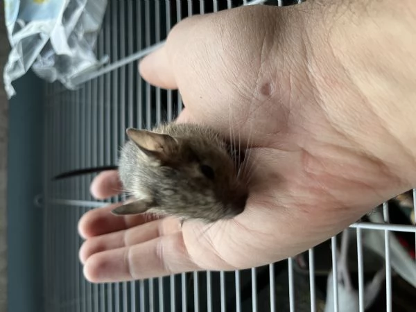Degu del Cile cuccioli  | Foto 1