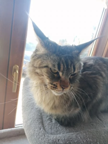 cuccioli MAINE COON
