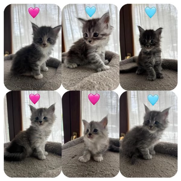 cuccioli MAINE COON | Foto 1