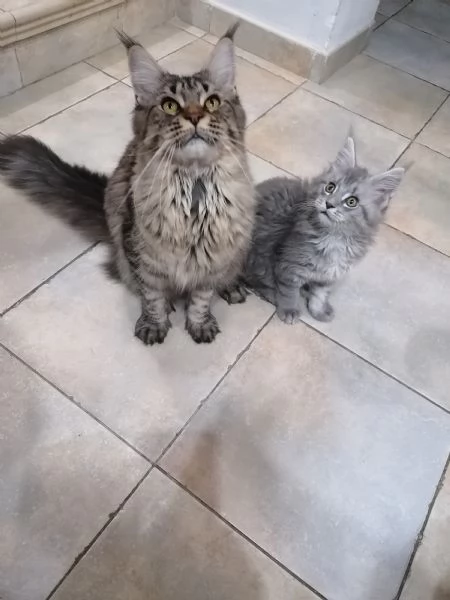 cuccioli MAINE COON | Foto 0
