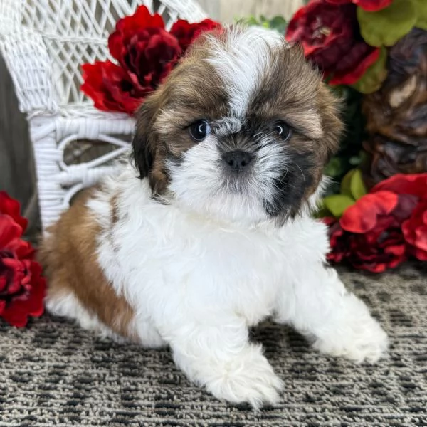 Shih Tzu Puppies | Foto 1