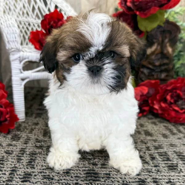 Shih Tzu Puppies | Foto 0