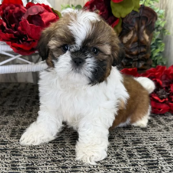 Shih Tzu Puppies
