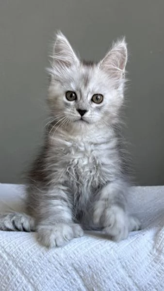 Maine Coon Gattini di Razza Purezza  Disponibili Subito