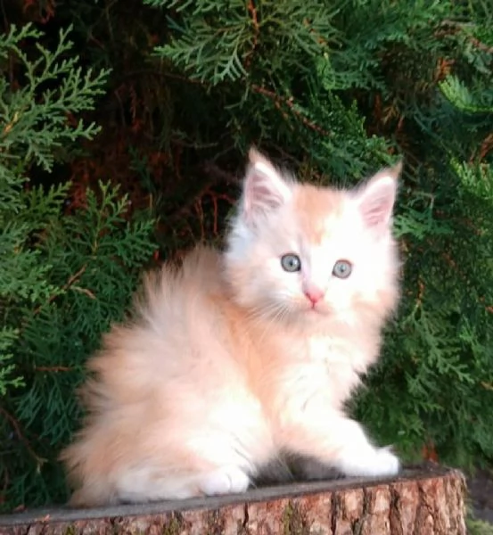 Gattini Maine CoonAmorevoli e Giocherelloni