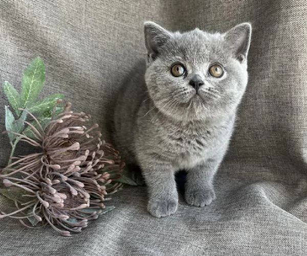 Due cucciole british shorthair