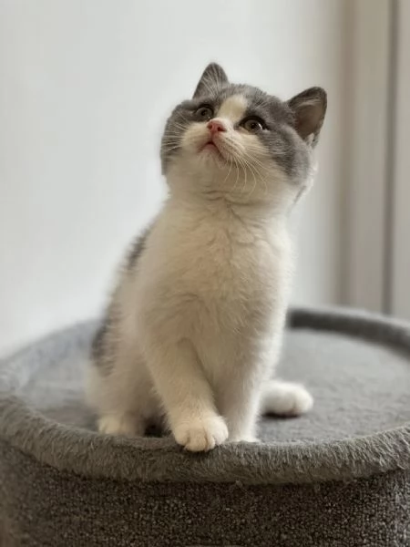 British Shorthair maschio e femmina