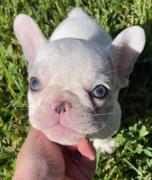 cuccioli di Bulldog Francese Contattatemi su WhatsApp al numero hidden