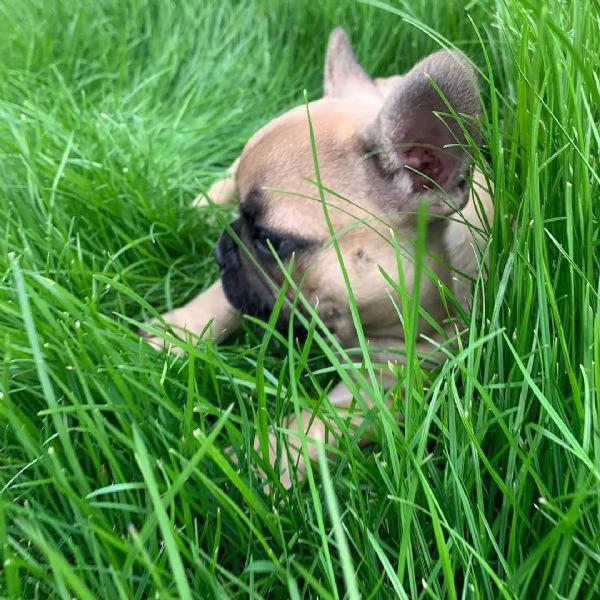 cuccioli di Bulldog Francese Contattatemi su WhatsApp al numero hidden | Foto 3