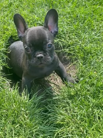 cuccioli di Bulldog Francese Contattatemi su WhatsApp al numero hidden | Foto 2