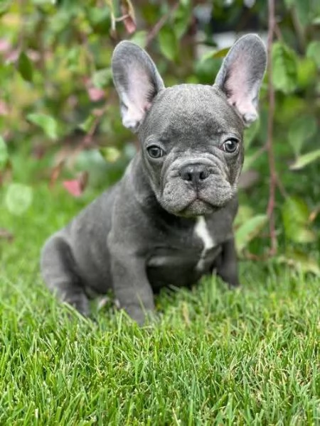 cuccioli di Bulldog Francese Contattatemi su WhatsApp al numero hidden | Foto 1