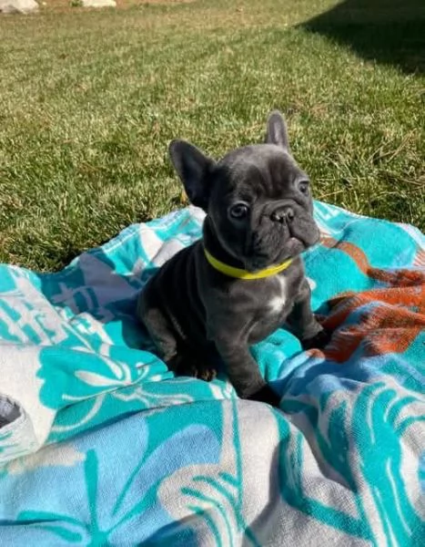 cuccioli di Bulldog Francese Contattatemi su WhatsApp al numero hidden | Foto 0