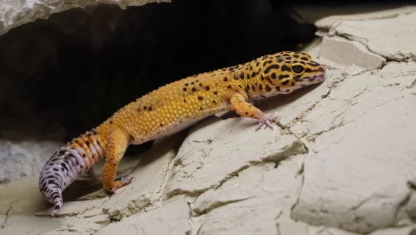 Geco leopardino