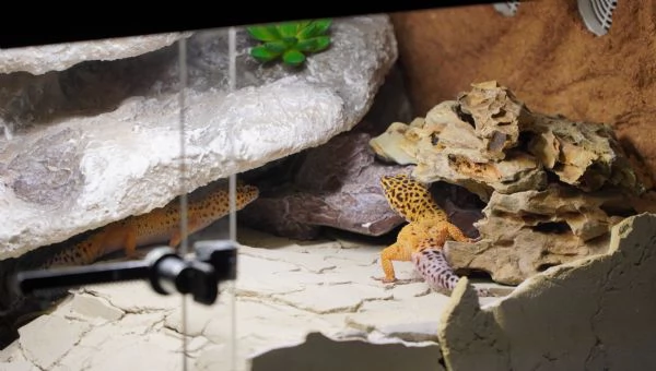 Geco leopardino | Foto 4