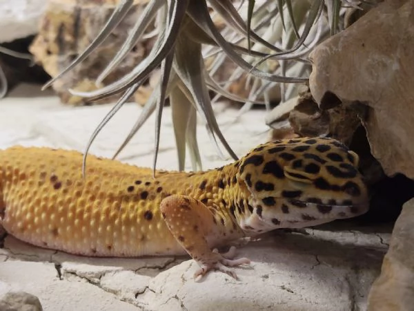 Geco leopardino | Foto 1