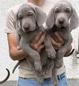 CUCCIOLI DI WEIMARANER CON PEDIGREE ENCI  | Foto 2