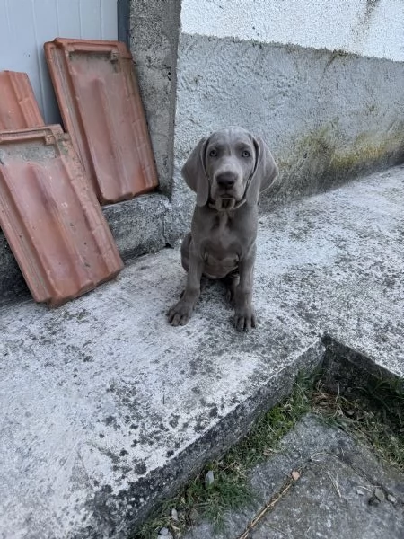 CUCCIOLI DI WEIMARANER CON PEDIGREE ENCI  | Foto 2