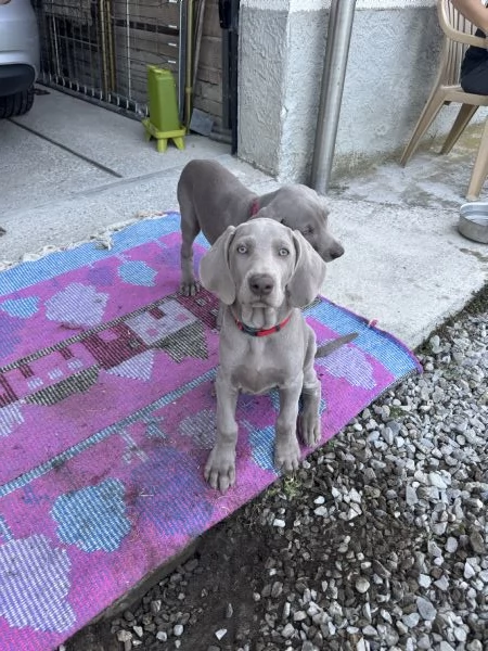 CUCCIOLI DI WEIMARANER CON PEDIGREE ENCI  | Foto 1
