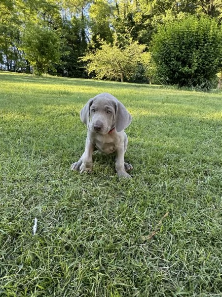 CUCCIOLI DI WEIMARANER CON PEDIGREE ENCI  | Foto 0