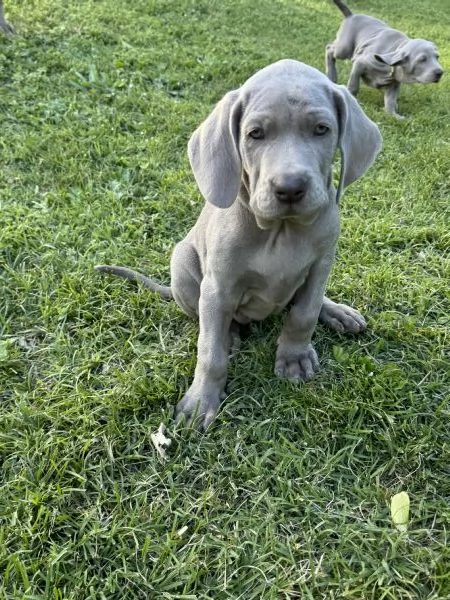 CUCCIOLI DI WEIMARANER CON PEDIGREE ENCI 
