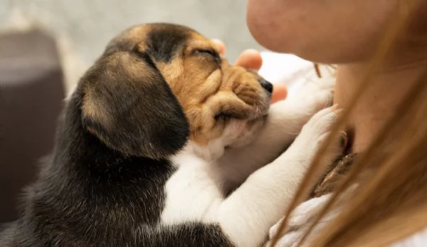 CUCCIOLATA TRICOLORE BEAGLE | Foto 3