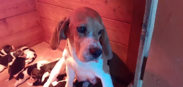 CUCCIOLATA TRICOLORE BEAGLE