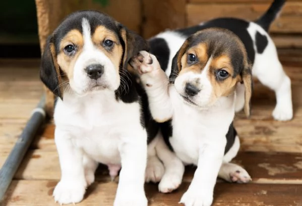 CUCCIOLATA TRICOLORE BEAGLE | Foto 1