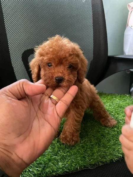 CANE BARBONCINO TOY