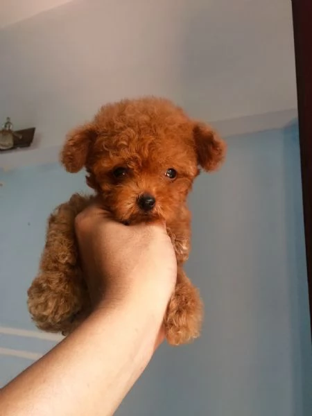 Cuccioli di Barboncini toy