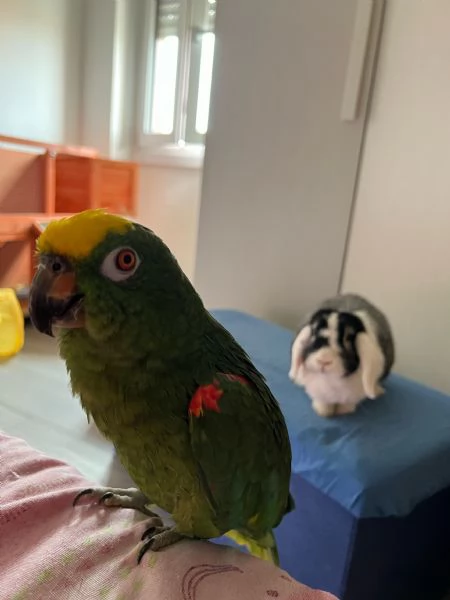 Vendesi pappagallo fronte gialla | Foto 1