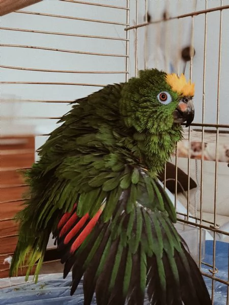 Vendesi pappagallo fronte gialla