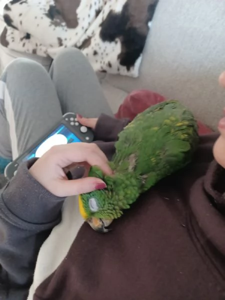 Vendesi pappagallo fronte gialla | Foto 0