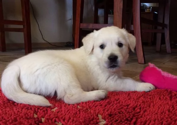 CUCCIOLI DI GOLDEN RETRIEVER