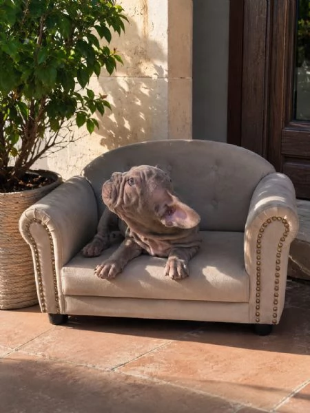 CUCCIOLI DI BULLDOG FRANCESE ESOTICI CERCANO FAMIGLIA