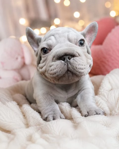 CUCCIOLI DI BULLDOG FRANCESE ESOTICI CERCANO FAMIGLIA | Foto 1