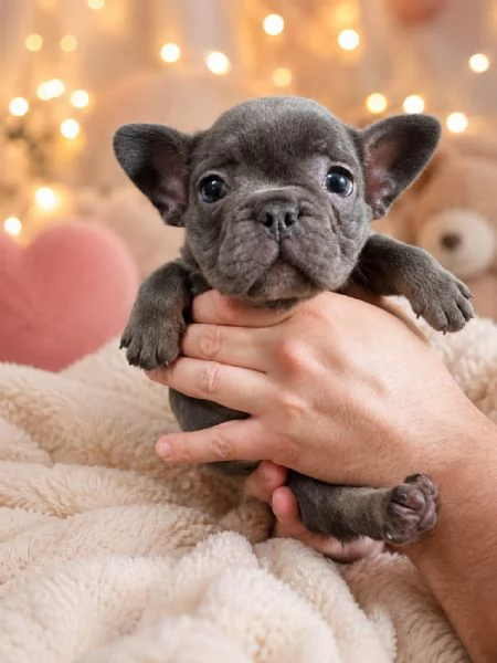 CUCCIOLI DI BULLDOG FRANCESE ESOTICI CERCANO FAMIGLIA | Foto 0