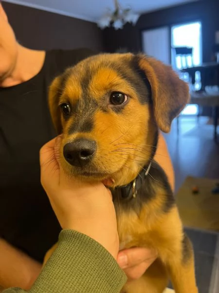 Cucciolo 5 mesi  | Foto 5