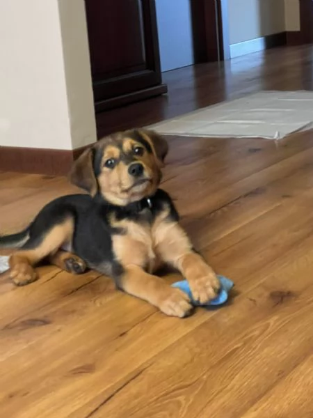 Cucciolo 5 mesi 