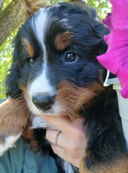 cucciola bovaro del bernese con pedigree | Foto 3