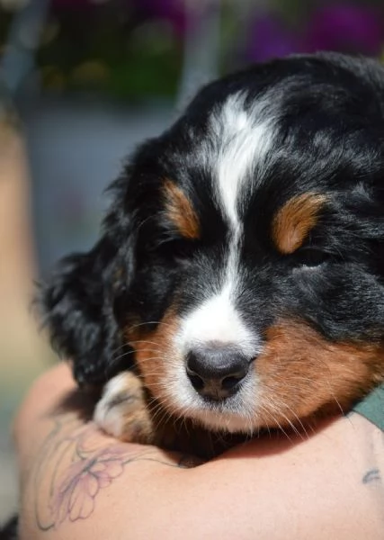 cucciola bovaro del bernese con pedigree | Foto 2
