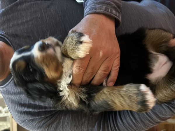 Ultima cucciola bovaro del bernese con pedigree | Foto 6
