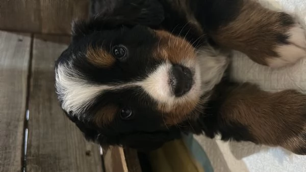 Ultima cucciola bovaro del bernese con pedigree | Foto 5