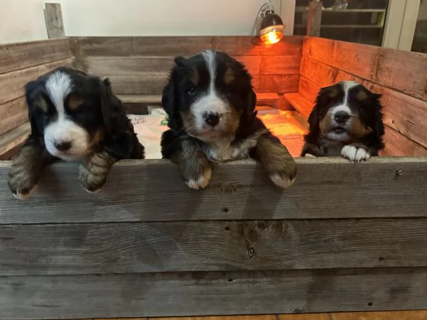 Ultima cucciola bovaro del bernese con pedigree | Foto 4