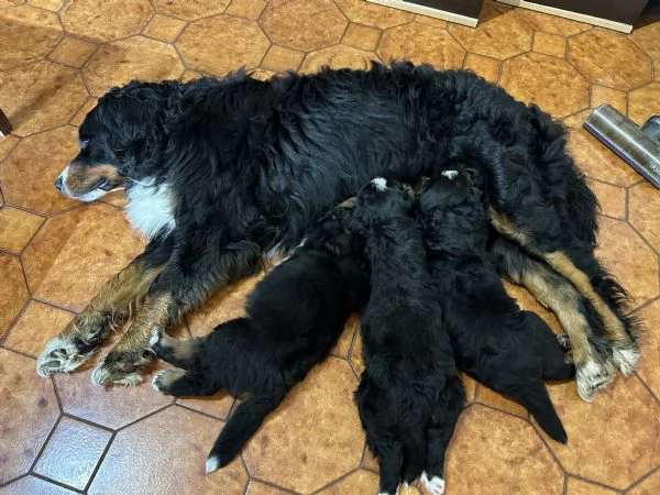 Ultima cucciola bovaro del bernese con pedigree | Foto 3