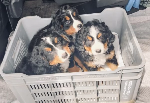 cucciola bovaro del bernese con pedigree | Foto 1